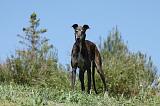 GREYHOUND 057